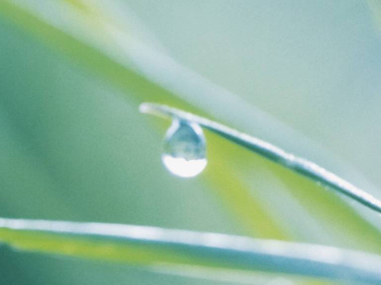  Close-up of water drops on blades of grass