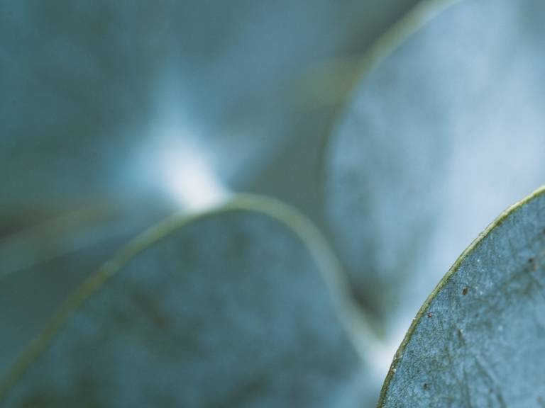  Close-up of a leaf structure